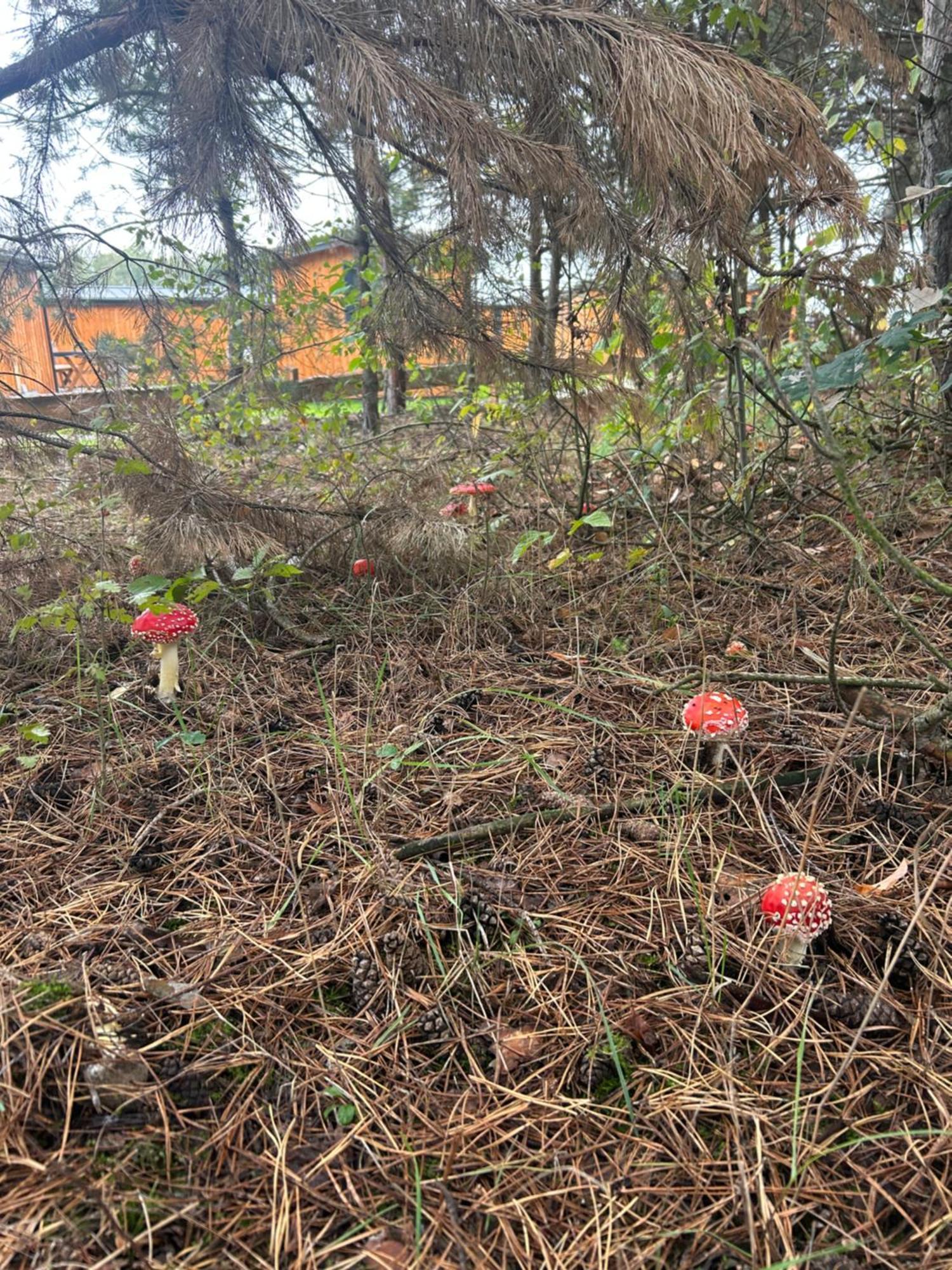 Zacisze Obok Suntago Park Grabce-Towarzystwo Exterior foto